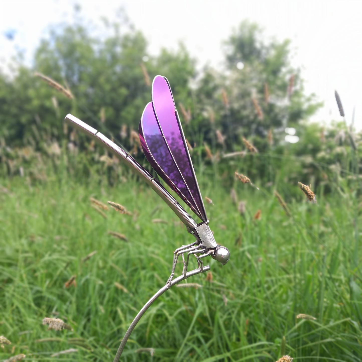 Iridescent Damselfly